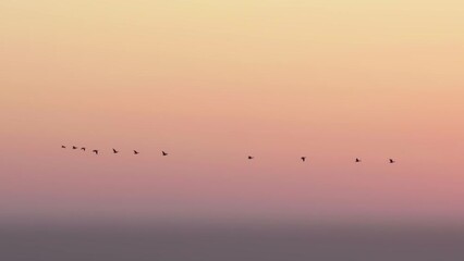 Wall Mural - beautiful scene of silhouette birds line flying in the colorful dramatic sunset sky