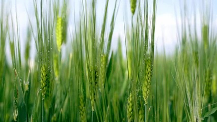 Sticker - Green wheat growing in the field with water drops on it on the blurry background