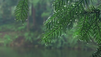 Canvas Print - Water drops falling from the green trees in the forest after the heavy rainfall