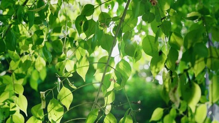 Poster - Closeup of the green foliage on the tree with the sun shining brightly in the background