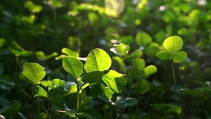 Poster - Closeup of the green plants with the sun shining brightly in the background