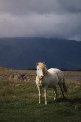 Wall Mural - a white horse stands alone in the grass with mountains behind it