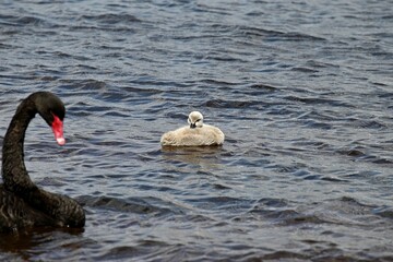 Poster - Black swan with cygnet swimming in the lake. Perth, Western Australia.