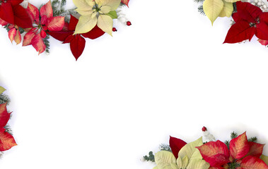 Wall Mural - christmas decoration. flowers of white yellow and orange red orange poinsettia, branch christmas tre