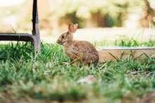 Rabbit By A Park Bench 2