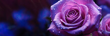 Super Close-up To The Legendary Thousand Layers Lavender Glowing Rose Of Isparta Water Droplets,