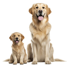Happy Golden Retriever Puppy And Adult Dog Isolated On Transparent Background