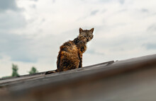 Lonely Cat Sitting On A Roof Against A Clear Sky. A Homeless Dirty Cat Sits On The Roof. A Hungry Skinny Cat Is Resting On A Rusty Roof.Frightened Street Cat.The Concept Of Homeless, Abandoned Animals