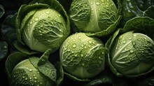Fresh Cabbage With Water Drops On Nature Background, Top View.