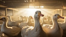 Flock Of Ducks Inside A Rustic Barn