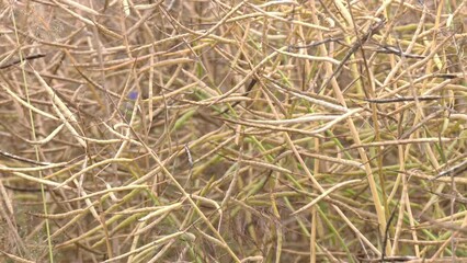 Wall Mural - Close up of rapeseed pods. Rapeseed close up. New eco friendly technologies for biofuel production. Ripe rapeseed in the farms agricultural fields is ready for harvesting. 
