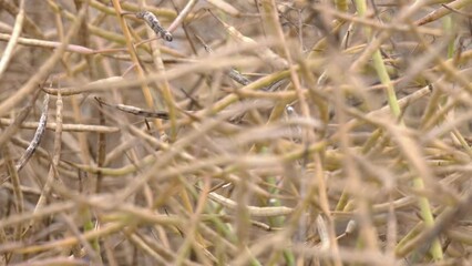 Wall Mural - Close up of rapeseed pods. Rapeseed close up. New eco friendly technologies for biofuel production. Ripe rapeseed in the farms agricultural fields is ready for harvesting.