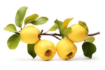Poster - quince isolated on white background.