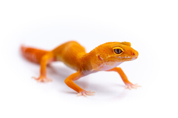 Tangerine orange leopard gecko isolated on white background