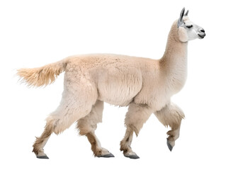 Wall Mural - llama walking in side view on isolated background