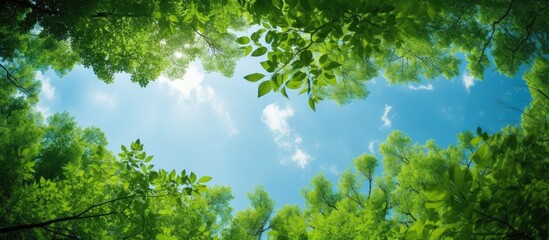 Canvas Print - Natural copy space is created as the green foliage frames the blue sky when looking up through the treetops.