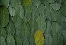 Sage  Leaves Background