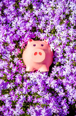 Canvas Print - Piggy Bank on the background of purple flowers
