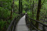 Fototapeta Do pokoju - wooden bridge in the woods