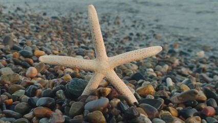 Poster - Starfish on the ocean at sunset.