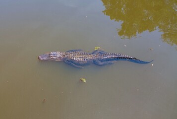 Wall Mural - Aerial view of an adult American Alligator in Mobile Bay