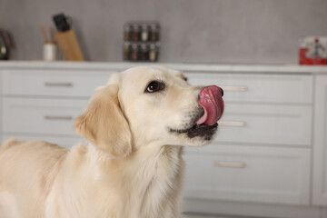 Wall Mural - Cute Labrador Retriever showing tongue in kitchen at home