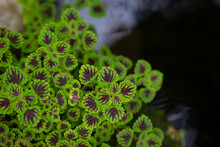Close-up Shot Of A Coleus Plant With Beautiful Leaves. The Outer Edges Of The Leaves Are Green, While The Inner Ones Are Red. It Grows Well In The Shade And With Moisture.