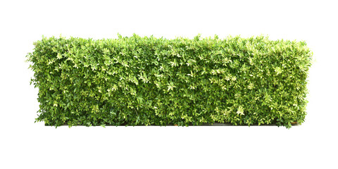 Wall Mural - Ixora Ornamental plants and Green leafed bushes. (shrub) Square shape. For making fences and decorating the garden for beauty. png.