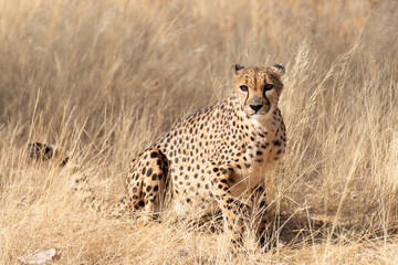 Wall Mural - cheetah in the African savannah waiting for prey Namibia.