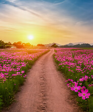 Landscape Of The Dirt Road And Beautiful Cosmos Flower Field At Sunset Time.