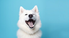 White Laughing Dog On Blue Solid Background