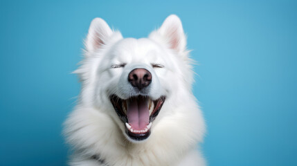 Wall Mural - White laughing dog on blue solid background