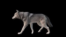 A Grey Wolf Walking Loop On Black Background With Alpha Channel Included At The End Of The Video, 3D Animation, Animated Animals, Seamless Loop Animation