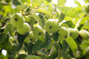 delicious and juicy green apples on the tree in the garden