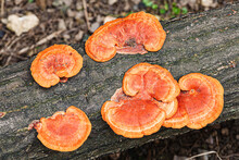 Orange Bracket Fungus Found In The Forest Of Southeast China
