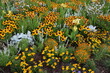 Gelbe Blumenpflanzung