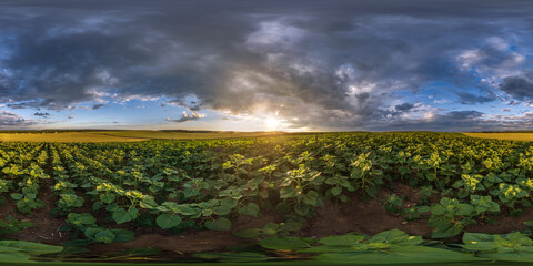 Wall Mural - spherical 360 hdri panorama among farming field of young green sunflower with clouds on evening sky 