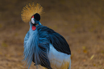 crowned crane balearica regulorum close up	
