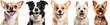 Bundle of five portraits of happy dogs, chihuahua, border collie, corgie, highland terrier, yorkshire terrier, animal collection isolated on a white background as transparent PNG