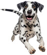 Running happy dalmatian dog isolated on a white background as transparent PNG