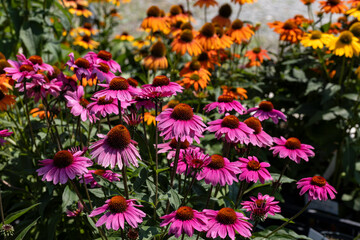 Wall Mural - Echinacea flowers in a plant nursery. Concept for summer, blooming, bloom, flowers background, cultivation, horticulture, pollen, environment and inflorescence.