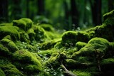 Enchanted forest moss texture background, luminescent and mystical mossy surface, whimsical and enchanting backdrop, rare and mystical