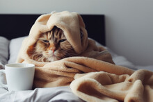 Sick Cat Under Blanket