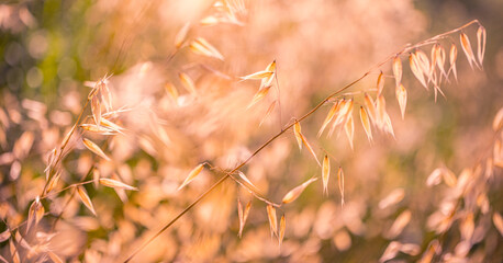 Wall Mural - Yellow dry grass meadow, abstract soft focus sunset field landscape warm golden hour sunset sunrise time. Tranquil spring summer nature closeup and blurred forest background. Idyllic vintage nature