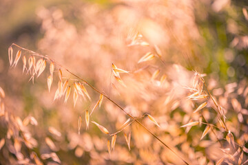 Wall Mural - yellow dry grass meadow, abstract soft focus sunset field landscape warm golden hour sunset sunrise 
