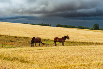 Wall Mural - Bay horses graze in a meadow against a stormy sky