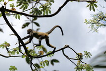 Spider Monkey Jumping On Branches In Costa Rica