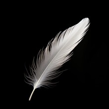Flying Feather On Black Background, Ai Generated