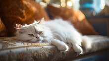 Cute Persian Cat With Closed Eyes Sleeping