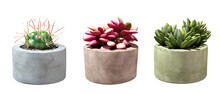 Houseplants Cactus Plants In Pots Isolated Backgrounds 3d Render Png